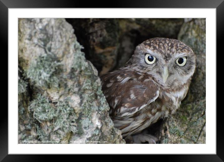 LITTLE OWL AT HOME Framed Mounted Print by Russell Mander