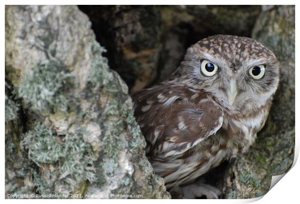 LITTLE OWL AT HOME Print by Russell Mander