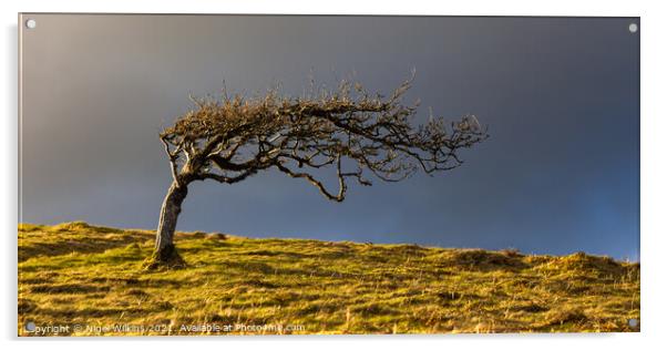 Lone tree Acrylic by Nigel Wilkins