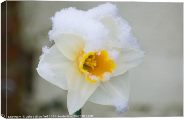 delicate Daffodil in the snow Canvas Print by Julie Tattersfield