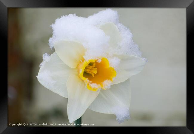 delicate Daffodil in the snow Framed Print by Julie Tattersfield