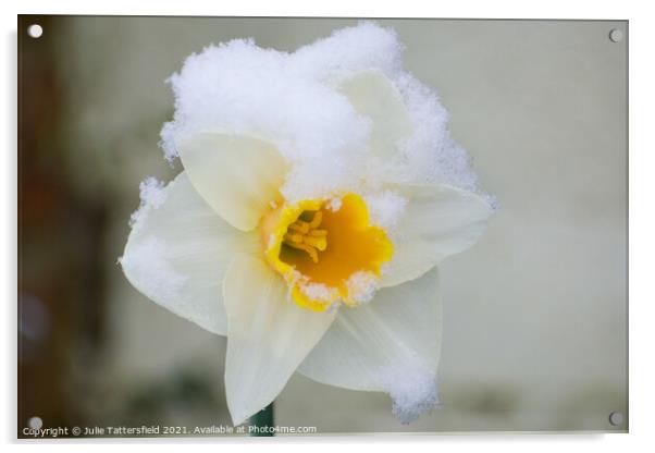 delicate Daffodil in the snow Acrylic by Julie Tattersfield