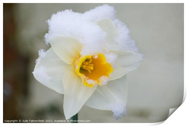 delicate Daffodil in the snow Print by Julie Tattersfield