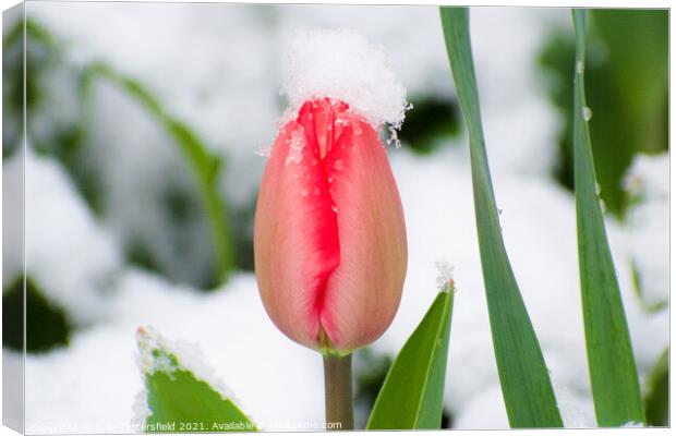 pink tulip in the spring snow Canvas Print by Julie Tattersfield