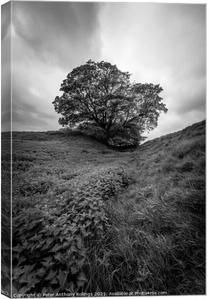 Lone Tree Canvas Print by Peter Anthony Rollings