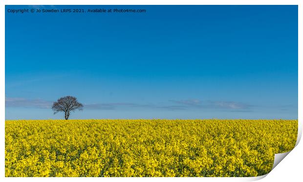 Rapeseed in the sun Print by Jo Sowden