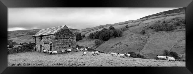 Swaledale Yorkshire dales far and sheep black and white Framed Print by Sonny Ryse