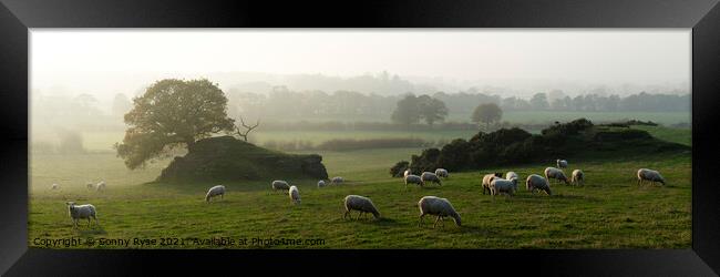 Yorkshire Dales Sheep Framed Print by Sonny Ryse