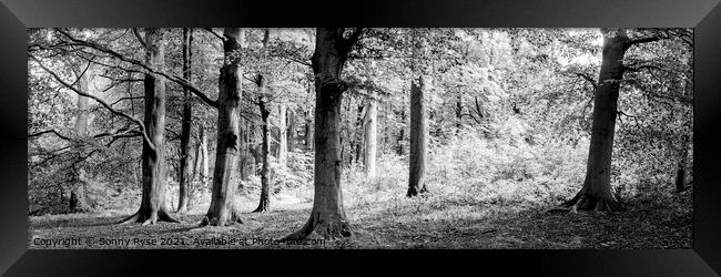Yorkshire Midderdale Woodland black and white Framed Print by Sonny Ryse