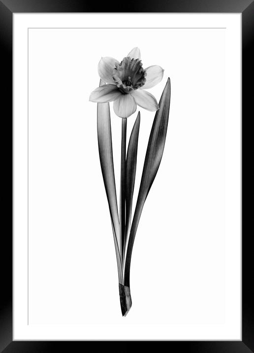 Blooming daffodil flower Framed Mounted Print by Wdnet Studio