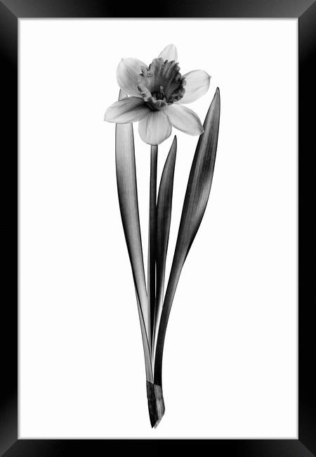 Blooming daffodil flower Framed Print by Wdnet Studio