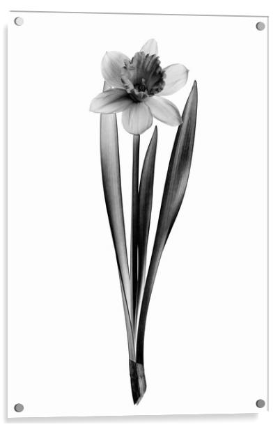 Blooming daffodil flower Acrylic by Wdnet Studio