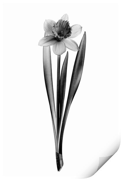 Blooming daffodil flower Print by Wdnet Studio