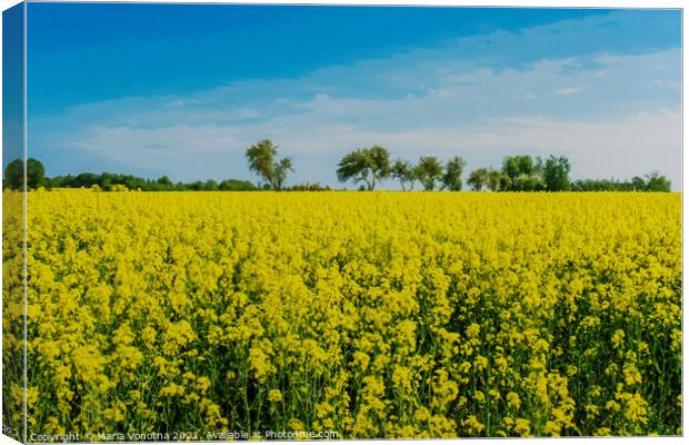 Field with yellow flowers and blue sky in Latvia Canvas Print by Maria Vonotna