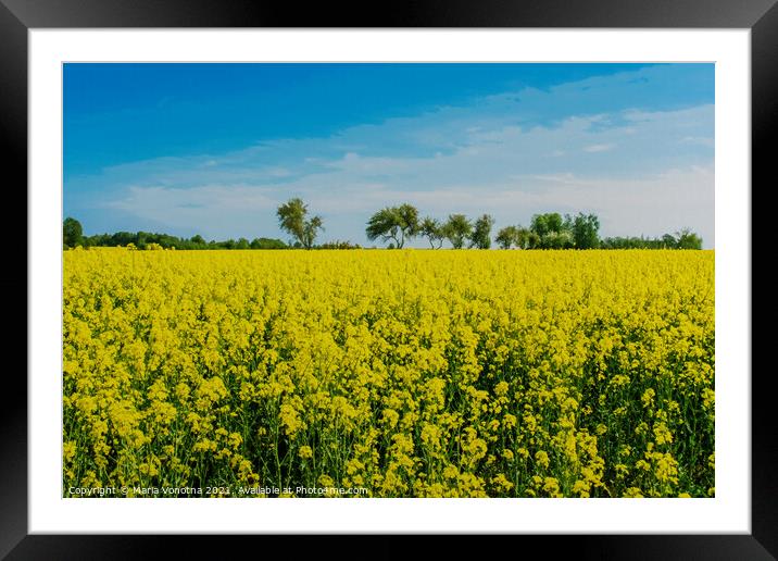 Field with yellow flowers and blue sky in Latvia Framed Mounted Print by Maria Vonotna