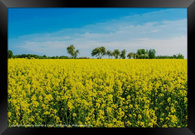 Field with yellow flowers and blue sky in Latvia Framed Print by Maria Vonotna