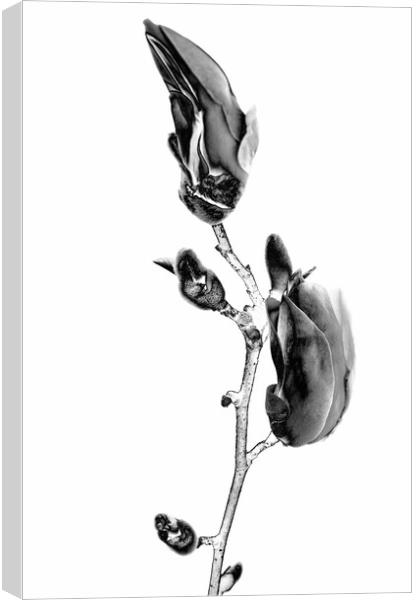 Magnolia blossom blooming in BW Canvas Print by Wdnet Studio