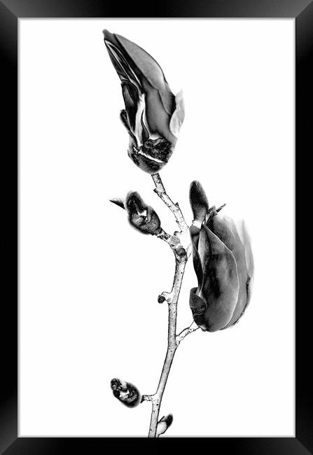 Magnolia blossom blooming in BW Framed Print by Wdnet Studio