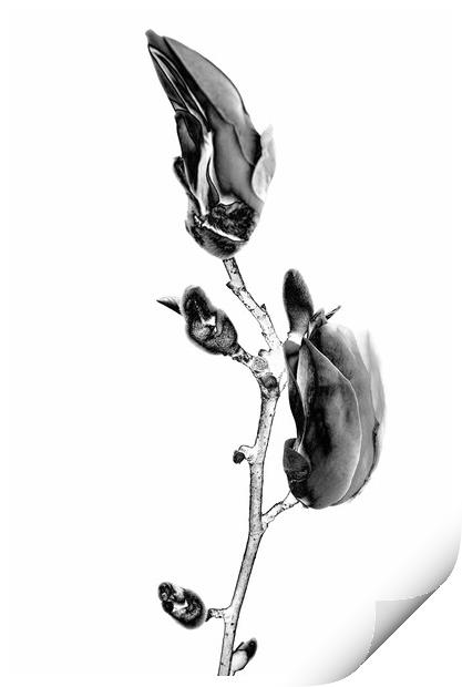 Magnolia blossom blooming in BW Print by Wdnet Studio