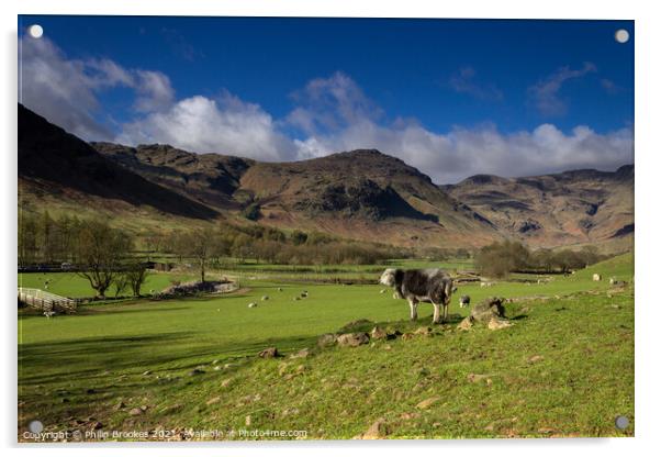 Pike o' Blisco and Langdale Valley Pasture Acrylic by Philip Brookes
