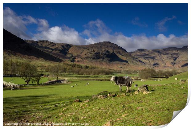 Pike o' Blisco and Langdale Valley Pasture Print by Philip Brookes