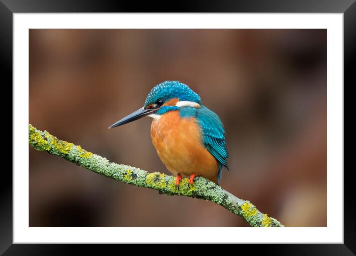 Common Kingfisher Male Framed Mounted Print by Arterra 