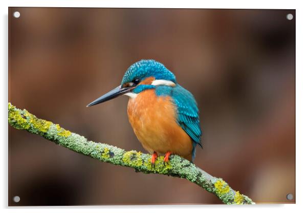 Common Kingfisher Male Acrylic by Arterra 