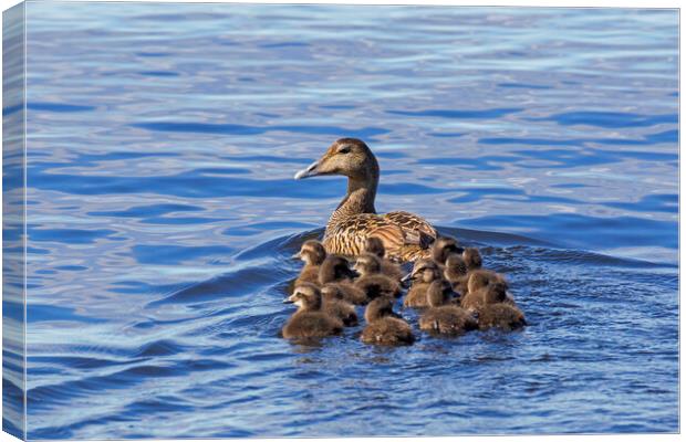 Common Eider Duck Female with Ducklings Canvas Print by Arterra 