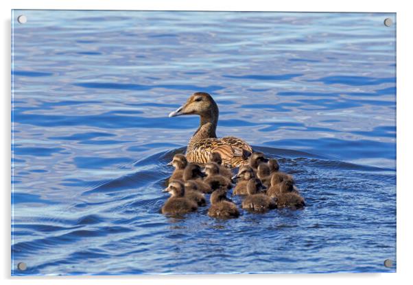 Common Eider Duck Female with Ducklings Acrylic by Arterra 