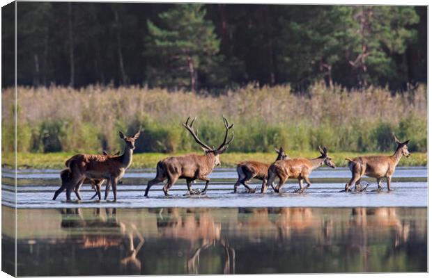 Red Deer Stag with Hinds Crossing Pond Canvas Print by Arterra 