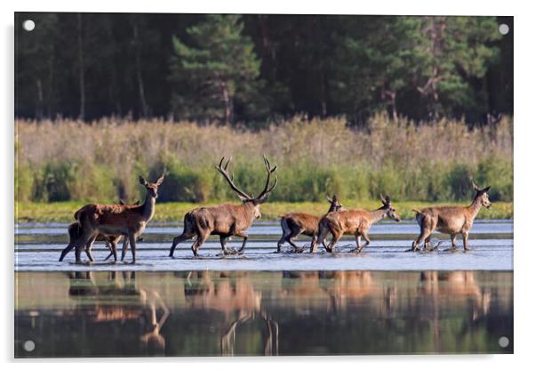 Red Deer Stag with Hinds Crossing Pond Acrylic by Arterra 