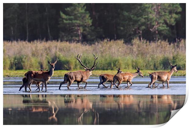 Red Deer Stag with Hinds Crossing Pond Print by Arterra 