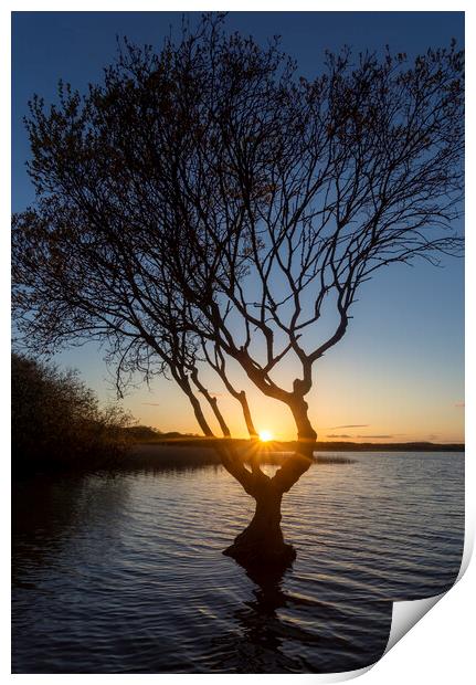 Kenfig pool sunset Print by Leighton Collins