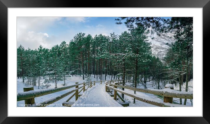 Wooden path among snowy pine trees forest Framed Mounted Print by Maria Vonotna