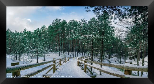 Wooden path among snowy pine trees forest Framed Print by Maria Vonotna