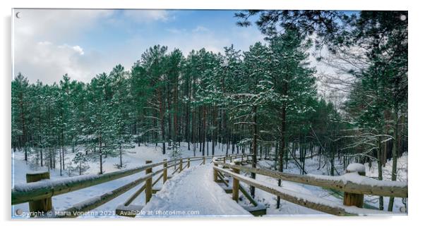 Wooden path among snowy pine trees forest Acrylic by Maria Vonotna