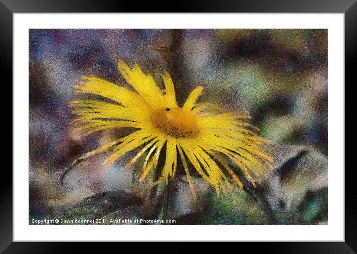 Yellow Daisy in Pastel Framed Mounted Print by Dawn O'Connor