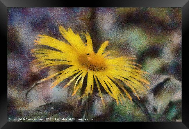 Yellow Daisy in Pastel Framed Print by Dawn O'Connor