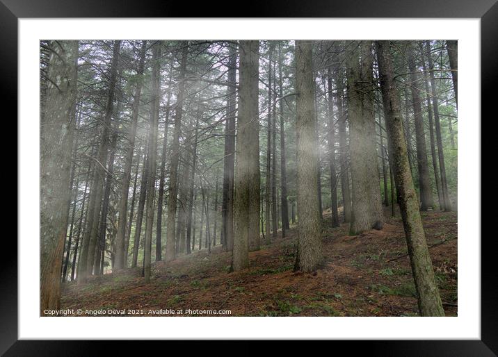 Forest in Covilha Mountains II Framed Mounted Print by Angelo DeVal