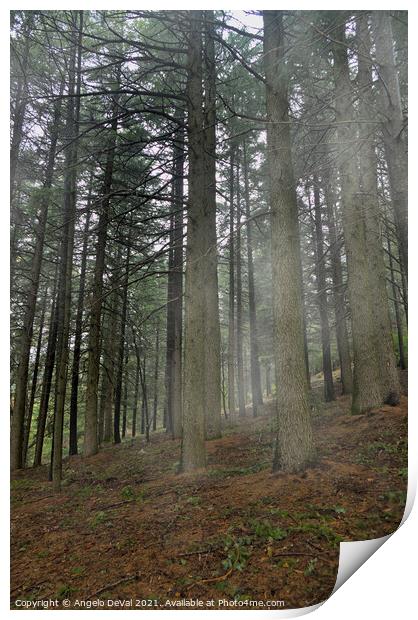Forest in Covilha Mountains with Fog Print by Angelo DeVal