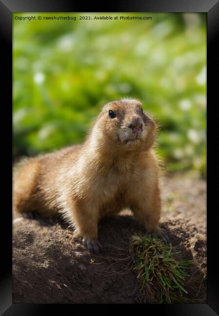 Digging A Hole Framed Print by rawshutterbug 