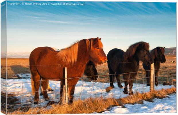 Icelandic horses, Iceland Canvas Print by Navin Mistry
