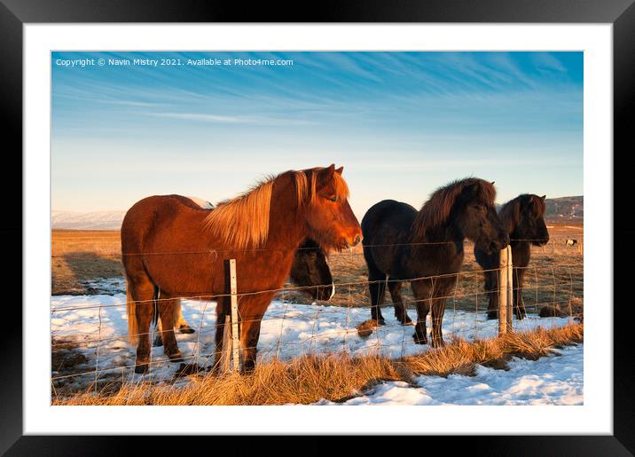 Icelandic horses, Iceland Framed Mounted Print by Navin Mistry