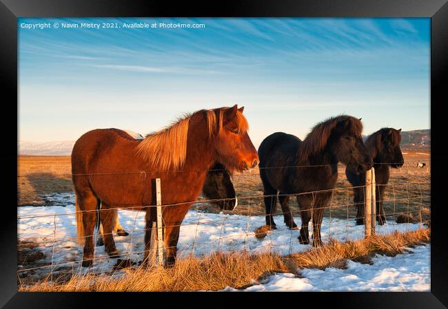 Icelandic horses, Iceland Framed Print by Navin Mistry