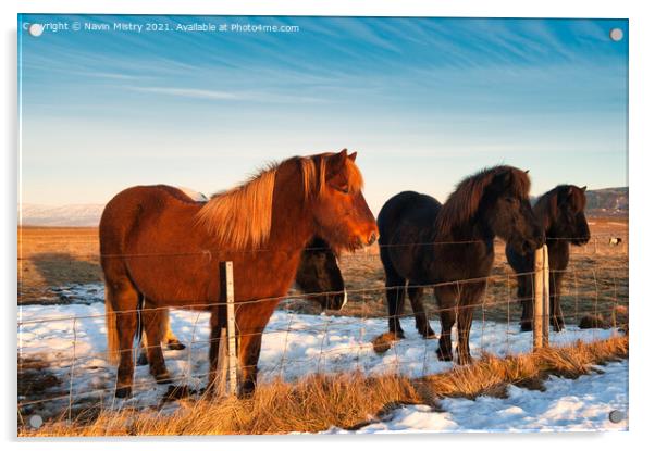 Icelandic horses, Iceland Acrylic by Navin Mistry