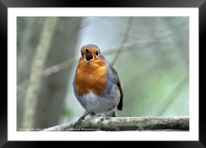 A Robin perched on a tree branch Framed Mounted Print by Liann Whorwood