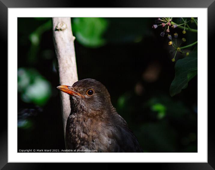 Busy Blackbird in April. Framed Mounted Print by Mark Ward