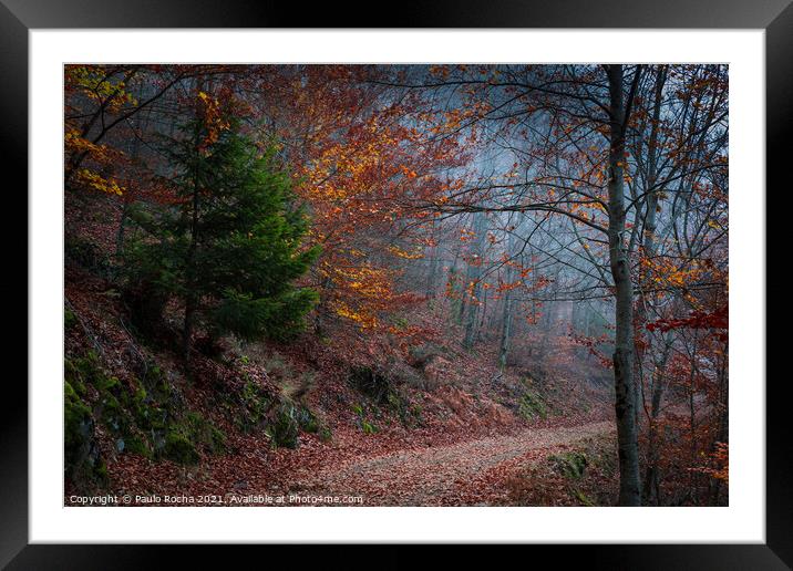 Beautiful autumn forest path Framed Mounted Print by Paulo Rocha