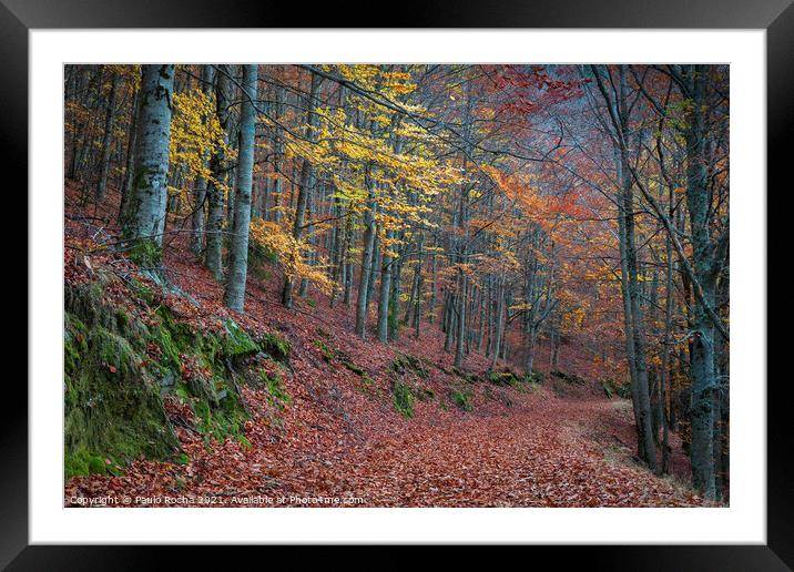 Beautiful autumn forest path Framed Mounted Print by Paulo Rocha