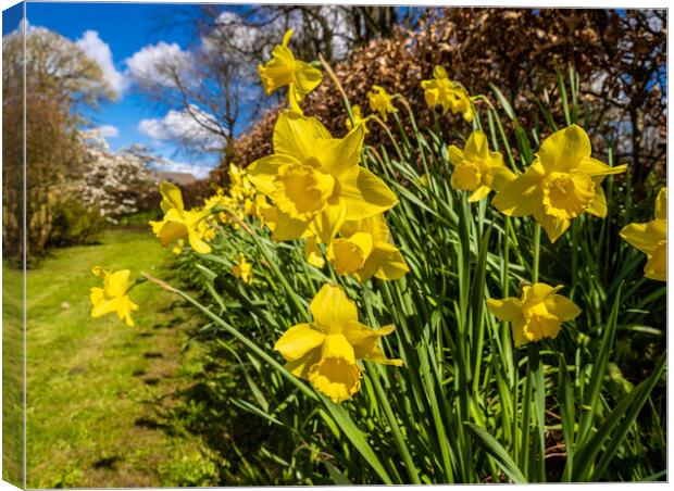 Daffodils in Spring. Canvas Print by Colin Allen